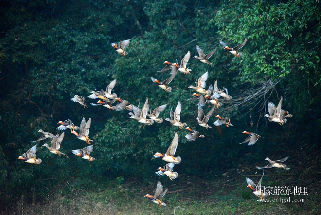 進(jìn)入初冬，大批野生鴛鴦陸續(xù)飛抵江西婺源縣賦春鎮(zhèn)鴛鴦湖越冬，小精靈們在湖面上或相互依偎、卿卿我我；或隨波逐流、嬉戲打鬧，悠閑自在生活在青山綠水之間，優(yōu)良的水域和豐富的湖畔闊葉林，為鴛鴦過冬提供良好生存環(huán)境，婺源鴛鴦湖已成為亞洲最大的野生鴛鴦越冬棲息地。（攝于12月4日下午）