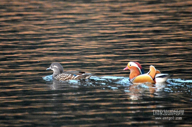 進(jìn)入初冬，大批野生鴛鴦陸續(xù)飛抵江西婺源縣賦春鎮(zhèn)鴛鴦湖越冬，小精靈們在湖面上或相互依偎、卿卿我我；或隨波逐流、嬉戲打鬧，悠閑自在生活在青山綠水之間，優(yōu)良的水域和豐富的湖畔闊葉林，為鴛鴦過冬提供良好生存環(huán)境，婺源鴛鴦湖已成為亞洲最大的野生鴛鴦越冬棲息地。（攝于12月4日下午）